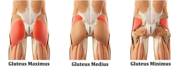 Glute muscle group